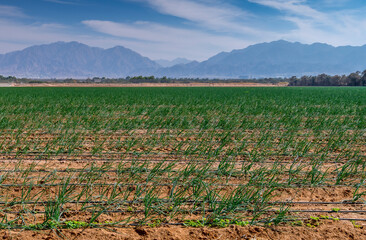 Agricultural field with ripe green onions, water irrigation and propagation systems as foreground. Photo depict desert and arid areas of the Middle East. No AI tools were used