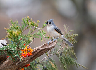 Obraz premium titmouse on cedar branch