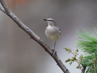 Obraz premium mockingbird with one leg on branch