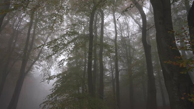 Gliding through a magnificent autumn forest scene in foggy conditions