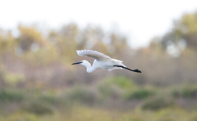 Fototapeta premium Flying Great White Egret (Ardea Alba)