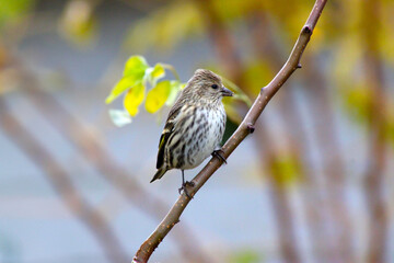 Brown Finch Pear Stem 05