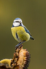 Obraz premium Jolie mésange bleue, très jolie, avec une graine de tournesol au bout du bec, oiseau migrateur, oiseau du jardin coloré, en automne