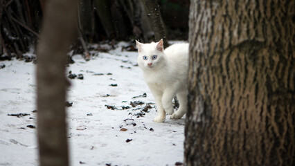 white cat in the snow on a cold winter day. beautiful fluffy white cat. home animal, walks in the fresh air on the street. close-up, big blue eyes of an adult cat. homeless, caring for a pet