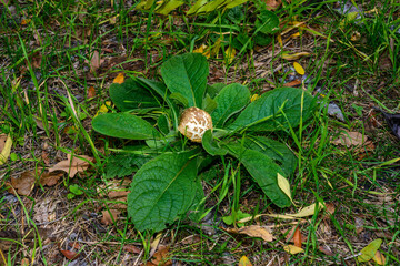 Edible tubular mushroom among a rosette of leaves and green grass in the garden, Ukraine