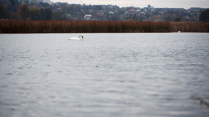 white swan swims in a lake. swan on the river, autumn background, with yellow leaves on a beautiful autumn, sunny day. wild bird in nature, natural habitat