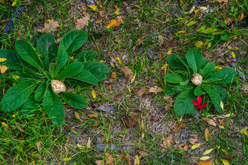 Edible tubular mushroom among a rosette of leaves and green grass in the garden, Ukraine