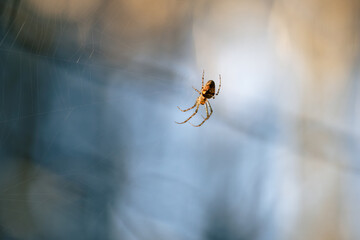  Nahaufnahme einer Spinne im Netz mit unscharfem blau-beigem Hintergrund