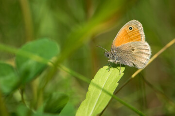 Coenonympha arcania. orange butterfly sits on a green foliage. gentle butterfly in green grass. beautiful blurred green background, bokeh. close-up, nature macro photography. insects in nature