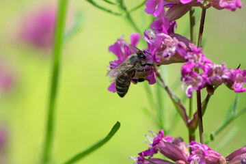 bee on a flower. European bee collects nectar on a pink meadow flower Viscaria vulgaris. honey bee, insect macro. natural green background, close-up, place for text. spring or summer day.