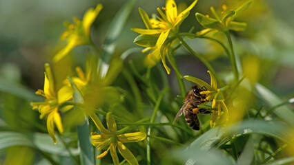 honey bee sits on a yellow flower with green leaves. Gagea lutea. Liliaceae. Insect in the wild. Close-up of a bee sitting on a leaf on a sunny day. the first spring flower. macro photo nature