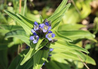 Cross gentian flowers (Gentiana cruciata) bloom in nature