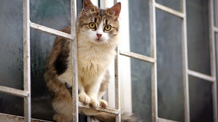cat sits on a window grate. Domestic cat is sitting by the window. Courtyard, street tricolor cat on the windowsill. homeless animal. hungry street cat. veterinary medicine homeless animal problems