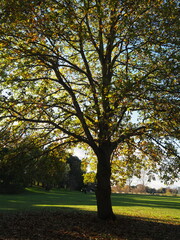 A large tree in silhouette against the golden light of autumn, with a lush park landscape and clear blue sky in the background.