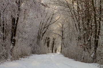 snowy way in winter forest