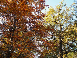 Vibrant autumn foliage of a beech tree (Fagus sylvatica) with golden and orange leaves under clear blue skies, showcasing the beauty of a deciduous forest in fall.