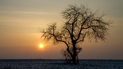 tree at sunset in Winter 