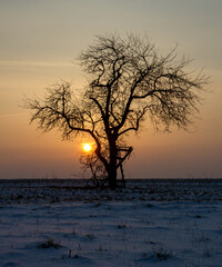 tree at sunset in Winter 