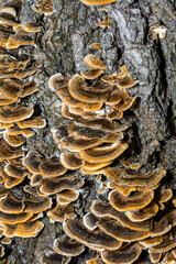 Polypore mushroom Trametes versicolor - tree mushroom on old rotten stump in garden, Ukraine