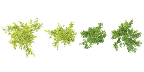Obraz premium 3D rendering of Celtis trees isolated on transparent background from the top view