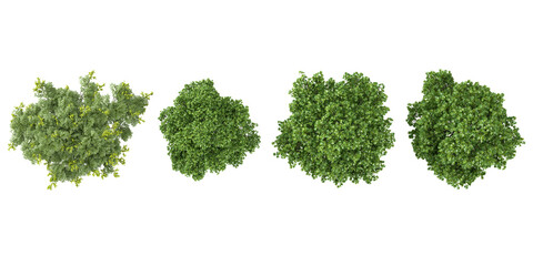 Obraz premium 3d rendering of Liriodendron plants on transparent background from top view