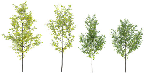 Obraz premium 3D rendering of Celtis trees isolated on transparent background