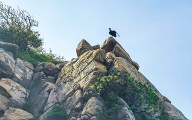 Tropical black vulture bird on rock in Puerto Escondido Mexico.