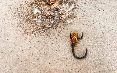 Dead black scorpion in Puerto Escondido Mexico.