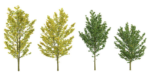 Fototapeta premium collection of Acer trees isolated on white background