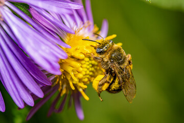 Honeybee pollinating purple flower 