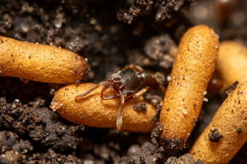 Stigmatomma vampire ant resting on cocoon of colony member