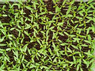 Obraz premium Vegetable Seeds 2 Several vegetable seedlings close up