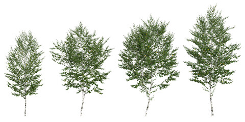 collection of Betula trees isolated on white background