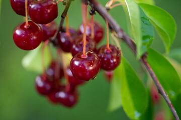 Detail of ripe red sour cherries on tree