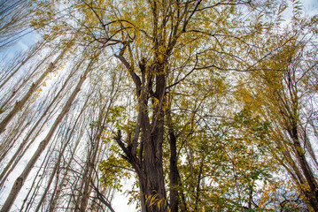 most beautiful autumn landscape with colorful trees in the mountains valley of skardu , gilgit...