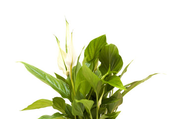 Fototapeta premium small Spathiphyllum plant, commonly called peace Lily 