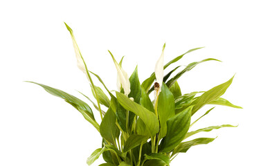 Obraz premium small Spathiphyllum plant, commonly called peace Lily 