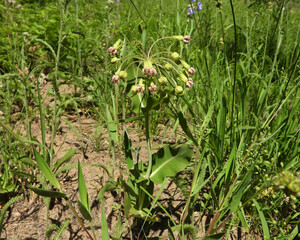 Obraz premium Asclepias amplexicaulis | Clasping Milkweed | Native North American Prairie Wildflower