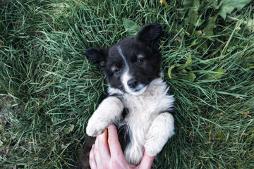 Hand stroking dog lying on grass. Cute little puppy lying on grass, human hands rubbing its belly. Puppy resting on lawn, top view.