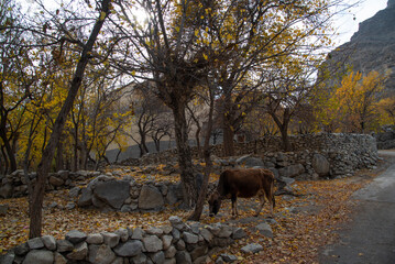 most beautiful autumn landscape with colorful trees in the mountains valley of skardu , gilgit...