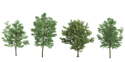 Obraz premium Populus,Robinia Trees collection with realistic style