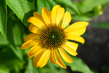 Obraz premium Yellow and white chamomile close-up.White flower top view.