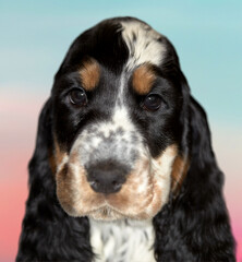 Portrait of a purebred English Cocker Spaniel puppy. Age 2 months. Color blue-roan with tan. The dog looks into the frame. Beautiful gradient background.