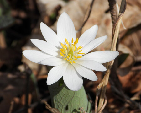 Sanguinaria canadensis | Bloodroot | Native North American Springtime Woodland Wildflower