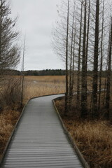 Obraz premium wooden boardwalk over the marshland 