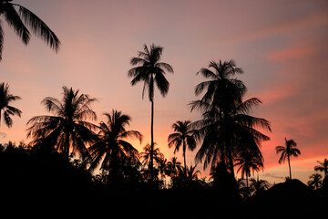 Obraz premium palm trees at sunset