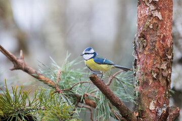 Fototapeta premium A blue tit sitting on a pine stick