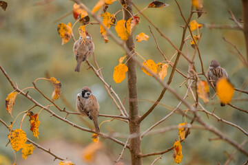 Tree sparrows sit on a branch on a tree in autumn. Bird watching and ornithology