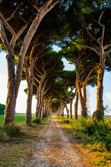aleja z drzewami włochy