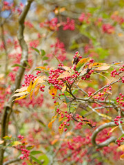 Fototapeta premium Zanthoxylum simulans | Sichuan pepper - Chinese-pepper - Chinese prickly-ash - Flatspine prickly-ash. Twigs bearing clusters of reddish brown berries with black seeds inside